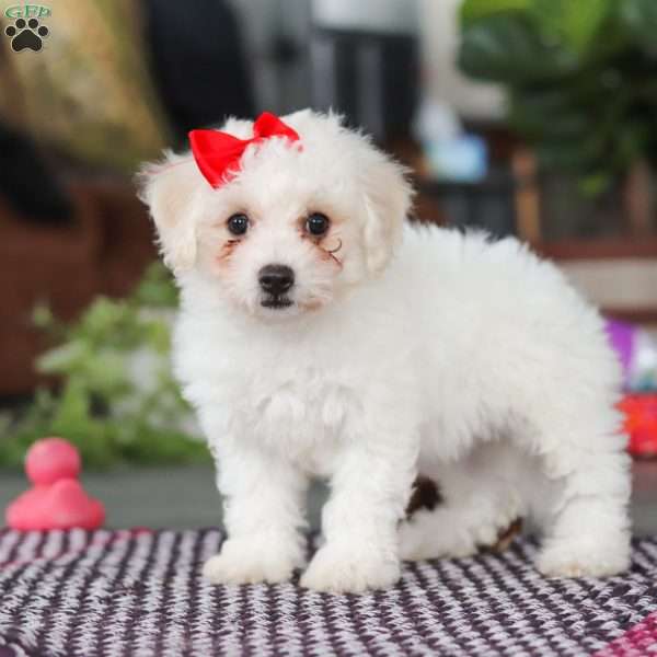 Daisy, Bichon Frise Puppy